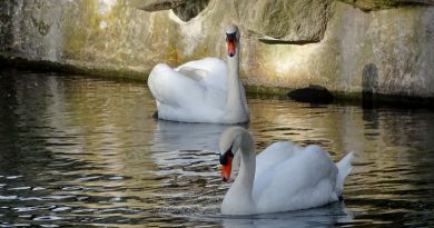 Авто-пешеходная экскурсия из Симеиза (фото 23)